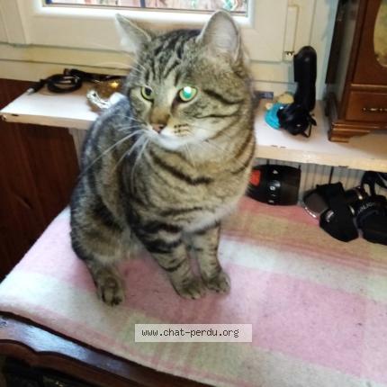 Photo 1/1 Chaton Chat perdu à Gurcy le chatel