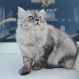 Photo de chat perdu à Ponda