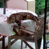 Photo de chat perdu à Reignac