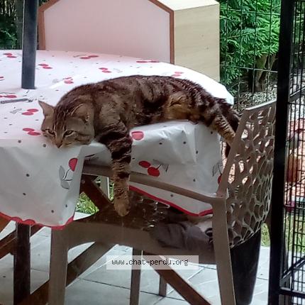 Photo 1/1 GRISOU Chat perdu à Reignac