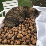 Photo de chat perdu à Abbeville