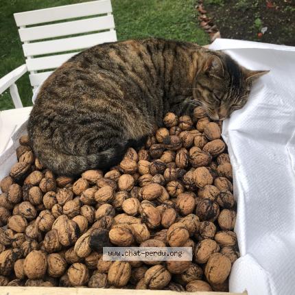 Photo 1/1 Clochette Chat perdu à Abbeville