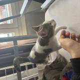 Photo de chat trouvé à Toulouse