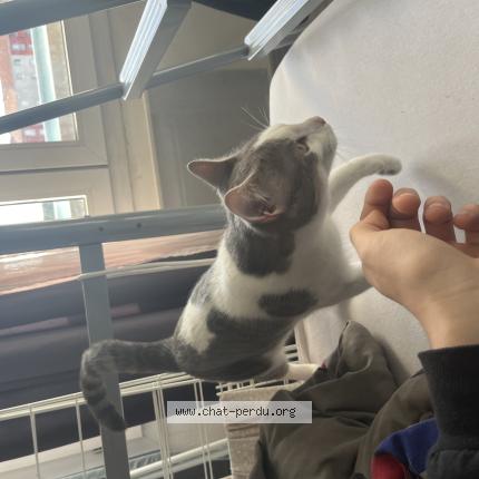 Photo 1/1 Chat trouvé Trouvé à Toulouse