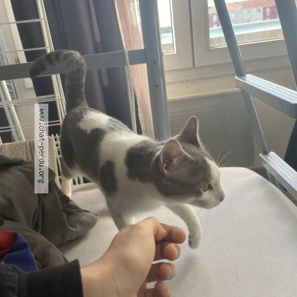 Photo 1/1 Chat trouvé Trouvé à Toulouse