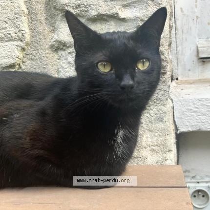 Photo 1/1 Rimbaud Chat perdu à Bievres