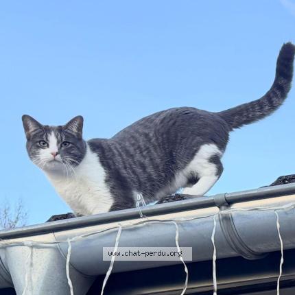 Photo 1/1 WATSON Chat perdu à Epagny metz tessy