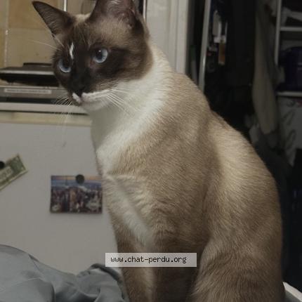 Photo de chat perdu à Montataire
