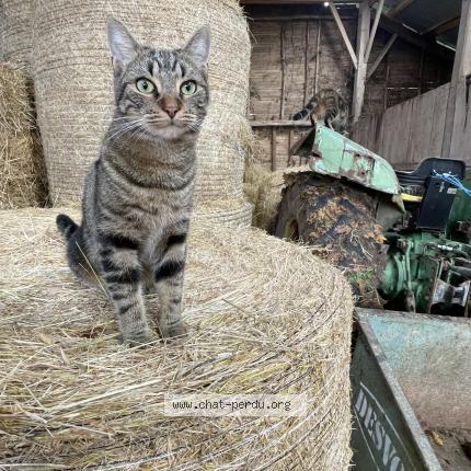 Photo 1/1 Népal Chat perdu à Boulazac isle manoire