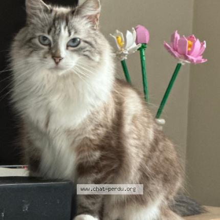 Photo 1/1 Chat retrouvé Perdu à Saint etienne
