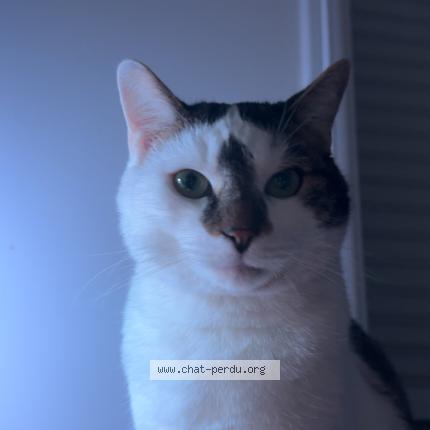 Photo 1/1 Chat retrouvé Perdu à Tours