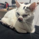 Photo de chat perdu à Anzin