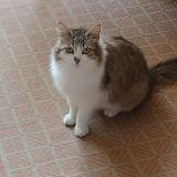 Photo de chat perdu à Parigne