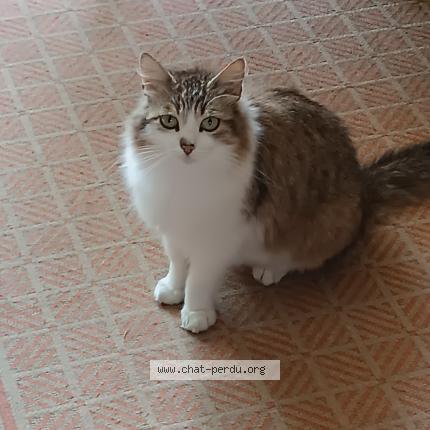 Photo 1/1 Ma&acirc;t Chat perdu à Parigne