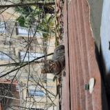 Photo de chat perdu à Niort