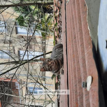 Photo 1/1 Charlie Chat perdu à Niort