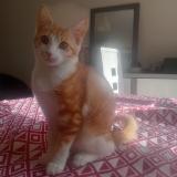 Photo de chat perdu à Millau