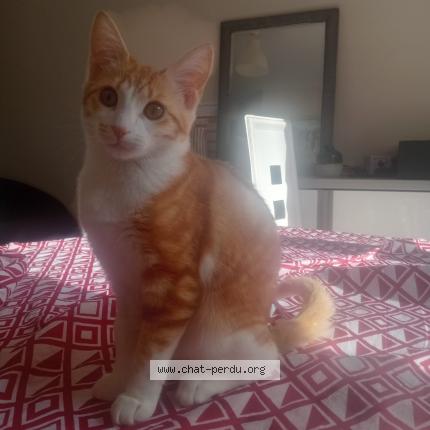 Photo 1/1 Kitty Chat perdu à Millau