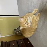 Photo de chat perdu à Dombasle Sur Meurthe