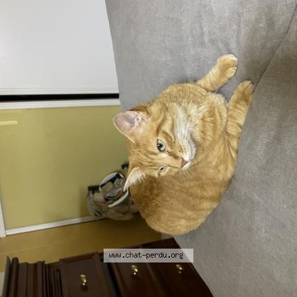 Photo 1/1 Carotte Chat perdu à Dombasle sur meurthe