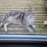 Photo de chat trouvé à 85690 Notre Dame De Monts