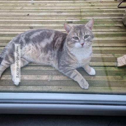 Photo 1/1 Chat trouvé Trouvé à 85690 notre dame de monts