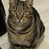 Photo de chat perdu à La Baule