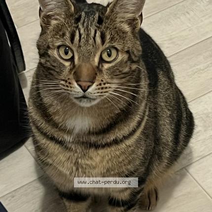 Photo 1/1 Spoon Chat perdu à La baule