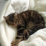 Photo de chat perdu à Seilhac