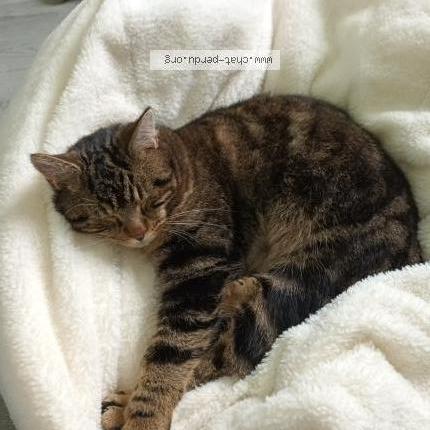 Photo 1/2 Simba Chat perdu à Seilhac