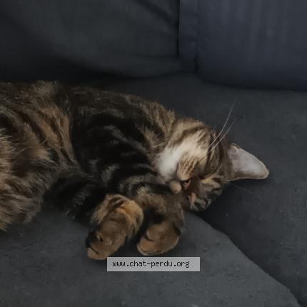 Photo 2/2 Simba Chat perdu à Seilhac