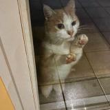 Photo de chat trouvé à Dardilly