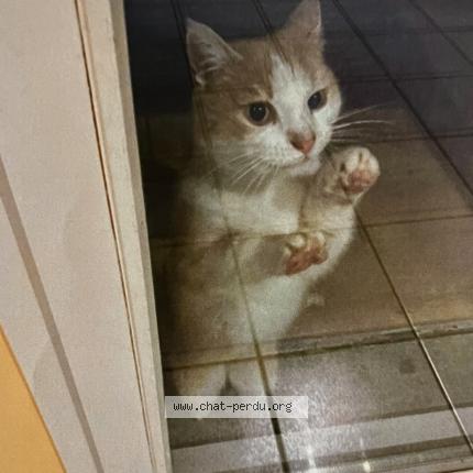 Photo 1/1 Chat trouvé Trouvé à Dardilly