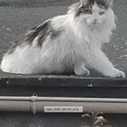 Photo 1/2 Chat retrouvé Perdu à Grigny