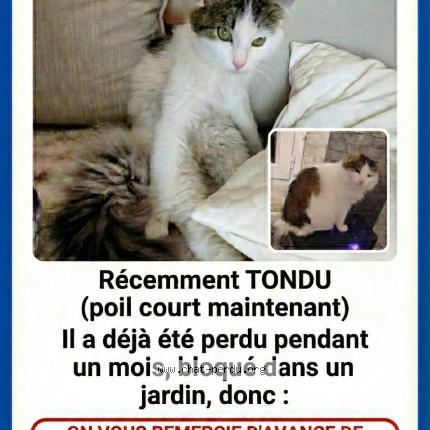 Photo 2/2 Chat retrouvé Perdu à Grigny