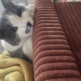 Photo de chat perdu à Trelaze