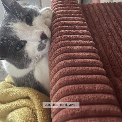 Photo 1/1 Mimi Chat perdu à Trelaze