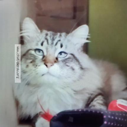 Photo 1/1 Plum Chat perdu à Niort