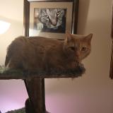 Photo de chat perdu à Dayton