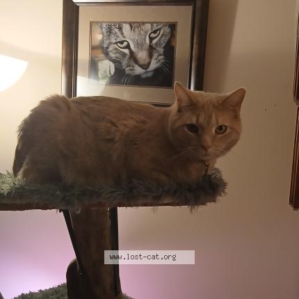 Photo 1/1 Parmisiano aka Measi Chat perdu à Dayton