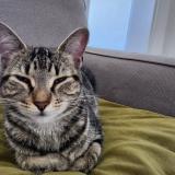 Photo de chat trouvé à Trois Rivieres