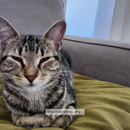 Photo 1/1 Chat trouvé Trouvé à Trois rivieres