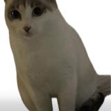 Photo de chat perdu à Pontault Combault