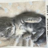 Photo de chat perdu à Andrezieux Boutheon