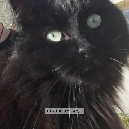 Photo 1/1 Chat trouvé Trouvé à Coulaines