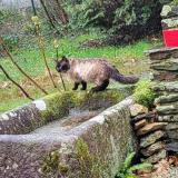 Photo de chat trouvé à Plouye