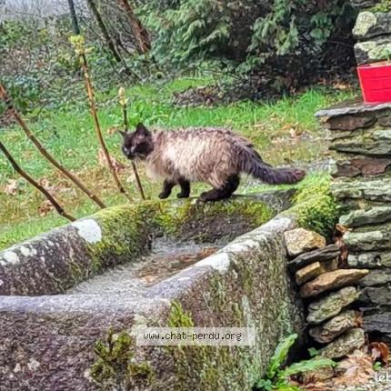 Photo 1/1 Chat trouvé Trouvé à Plouye