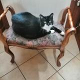 Photo de chat perdu à Muret