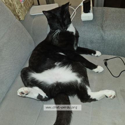 Photo de chat perdu à Saintry Sur Seine