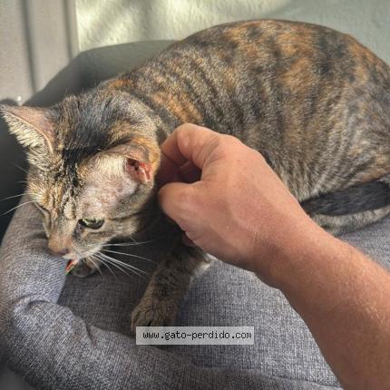 Photo 1/1 Chat trouvé Trouvé à Panama albrook